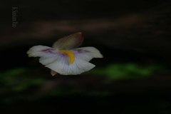 Zingiber roseum